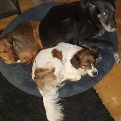 Hundetreffen-Gassi gehen in Lauf a.d.Peg-Bild