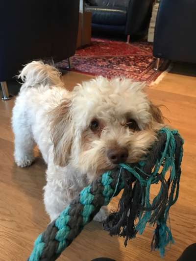 Bolonka Zwetna Freunde-Beitrag-Bild