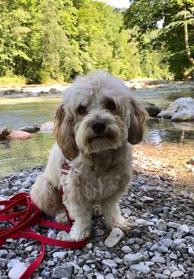 Bolonka Zwetna Freunde-Beitrag-Bild