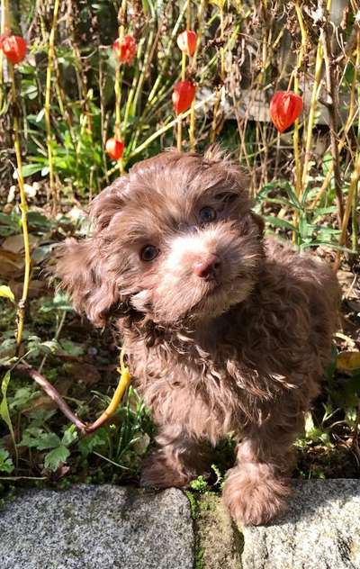 Bolonka Zwetna Freunde-Beitrag-Bild