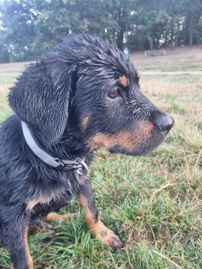 Dogorama Photo Challenge - Regenwetter-Beitrag-Bild