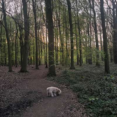 Hundetreffen-Spaziergang im Wald-Bild
