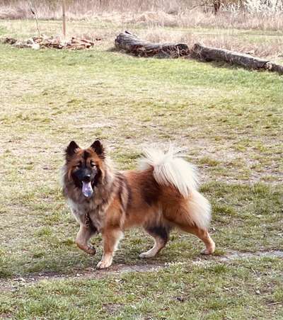 Eurasier-Beitrag-Bild