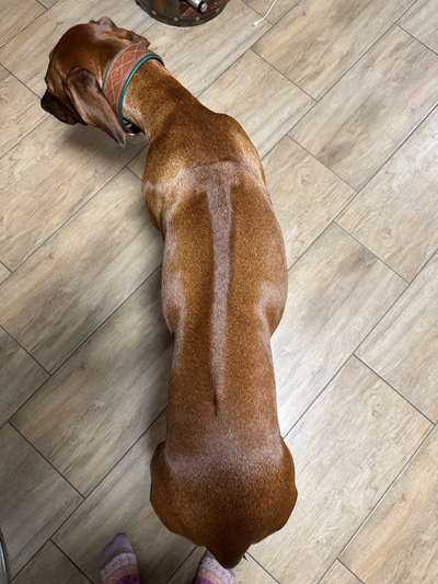 Hundetrockenfutter für Hund der nicht zunehmen soll-Beitrag-Bild