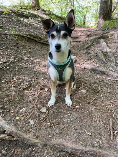 Mischlinge raten - Rätselspaß-Beitrag-Bild