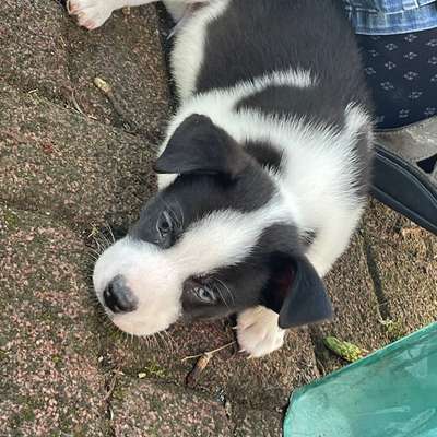 Hundetreffen-Welpentreffen/Spielen/Üben-Bild