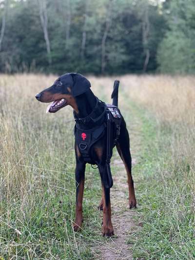 Hundetreffen-Gemeinsam spazieren und spielen-Bild