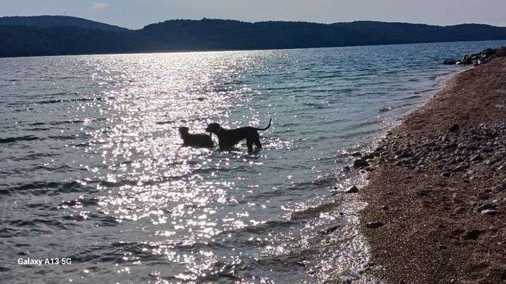 Hund abgegeben, weil Urlaub anstand? Leider kein Witz 😳-Beitrag-Bild