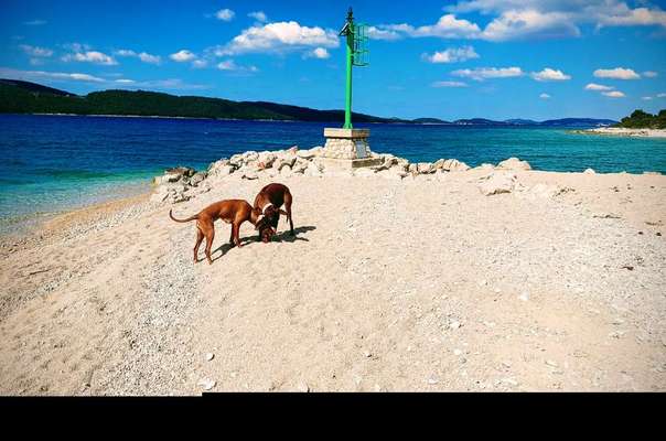 Hund abgegeben, weil Urlaub anstand? Leider kein Witz 😳-Beitrag-Bild