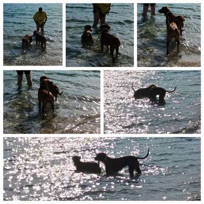 Hund abgegeben, weil Urlaub anstand? Leider kein Witz 😳-Beitrag-Bild