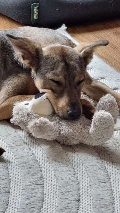 Hundetreffen-Gemeinsame Gassi/Spiele Treffen-Bild