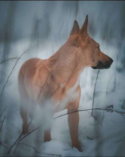 Die Dogorama Kalender Challenge Teil 2/4-Beitrag-Bild