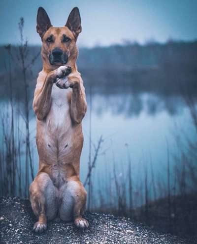 Dogorama Blog Challenge: Hundetricks-Beitrag-Bild