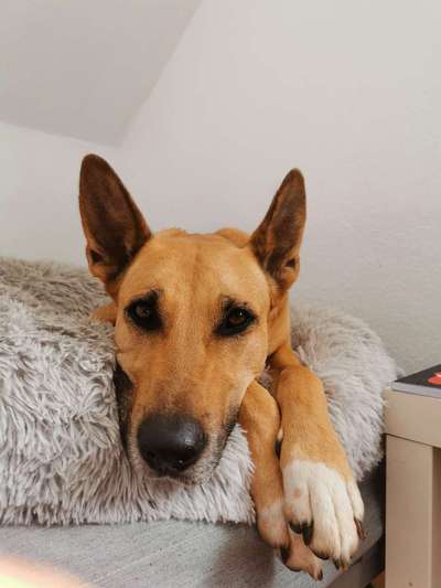 Schäferhund-Beitrag-Bild