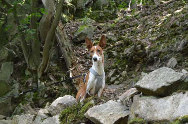Fotowettbewerb Natur-Beitrag-Bild
