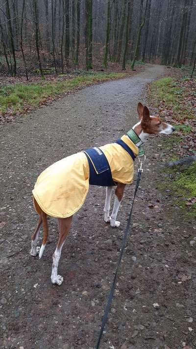 Windhunde - Treffen der besonderen Schönheiten
HERZLICH WILLKOMMEN-Beitrag-Bild
