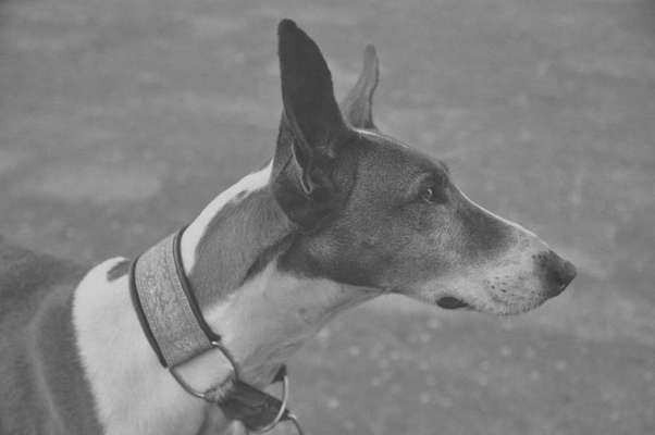 Dogorama Photo Challenge - Portrait-Beitrag-Bild