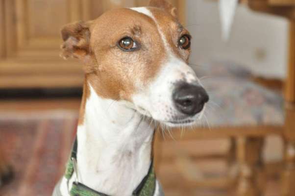 Windhunde - Treffen der besonderen Schönheiten
HERZLICH WILLKOMMEN-Beitrag-Bild