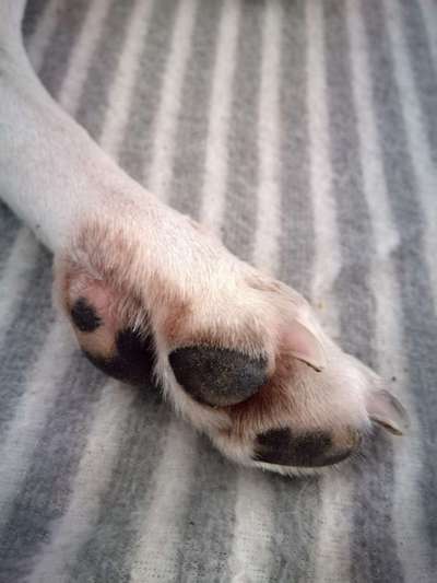 Fusspics sind out, Pfoten for the win!-Beitrag-Bild