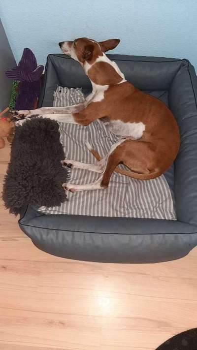 Windhunde - Treffen der besonderen Schönheiten
HERZLICH WILLKOMMEN-Beitrag-Bild