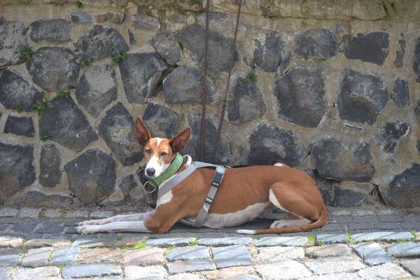 Dogorama Photo Challenge - Steine/Felsen-Beitrag-Bild