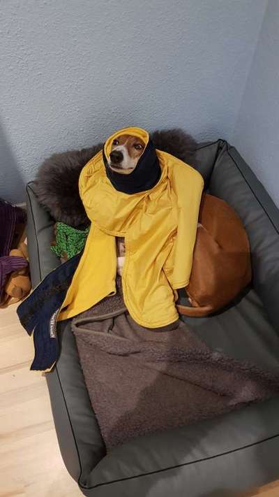 Windhunde - Treffen der besonderen Schönheiten
HERZLICH WILLKOMMEN-Beitrag-Bild