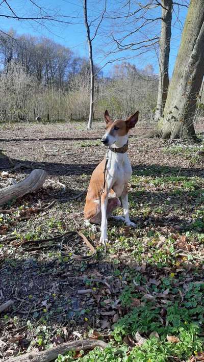 Windhunde - Treffen der besonderen Schönheiten
HERZLICH WILLKOMMEN-Beitrag-Bild