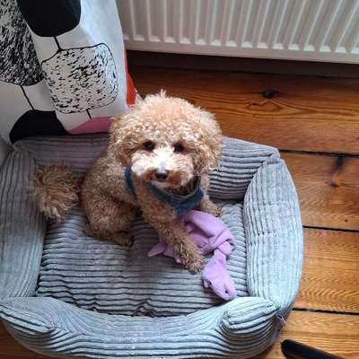 Hund ist eifersüchtig auf Menschen?-Beitrag-Bild