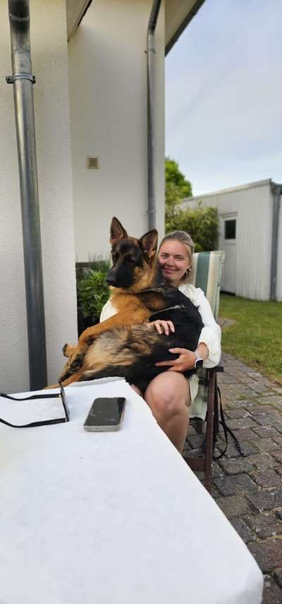 Hundetreffen-Gemeinsame Gassirunden-Bild