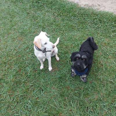 Hundetreffen-Begnungen mit anderen Fellnasen-Bild