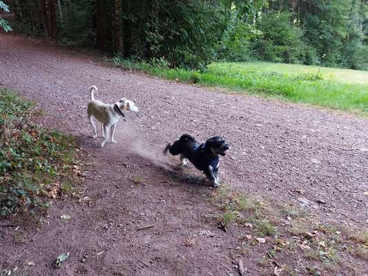 Hundetreffen-Sozialwalk-Bild