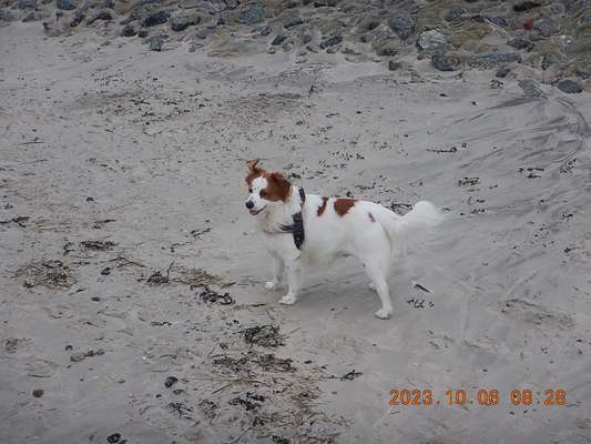 Kooikerhondje-Beitrag-Bild