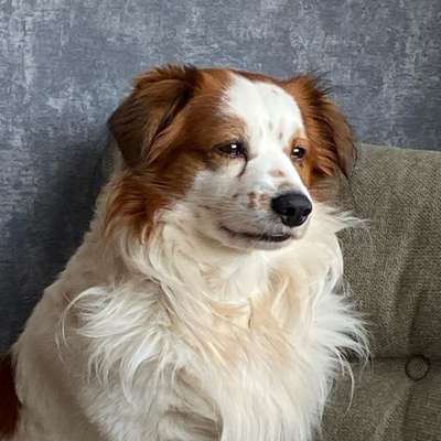 Hundetreffen-Hundedame oder ( kastrierter Rüde)-Bild