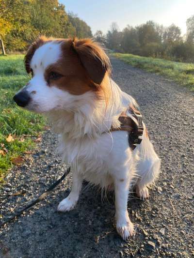 Rassen und ihre Eigenschaften-Beitrag-Bild