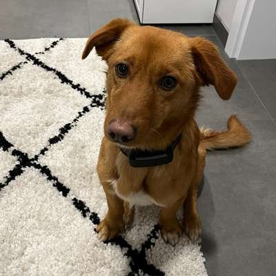 Hundetreffen-Gassirunde/ Spieltreffen-Bild