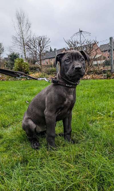 Hundetreffen-Spielgefährte Gesucht-Bild