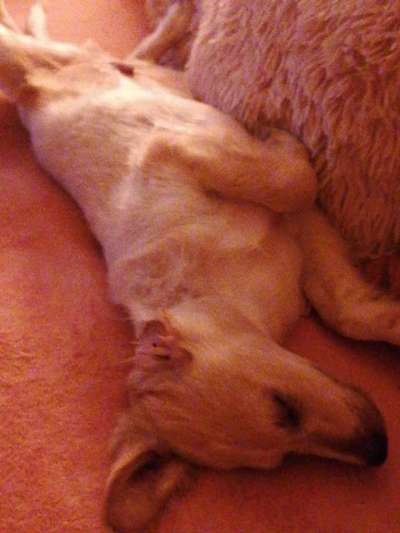 Hundetreffen-Welpentreff in Solingen Aufderhöhe-Bild