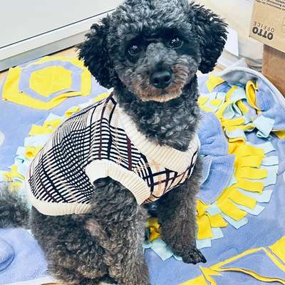 Hundetreffen-Treffen für gemeinsames spielen und spazieren gehen-Bild