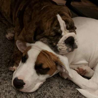 Hundetreffen-Welpen treffen per absprechen