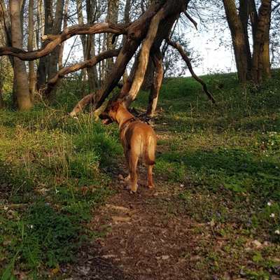 Hundetreffen-Sozial Walk & Training-Profilbild