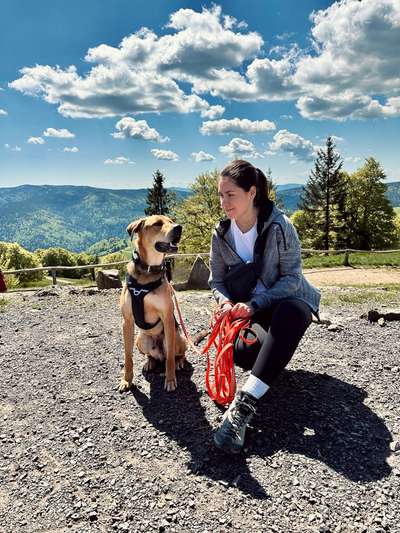 Hundetreffen-Hundebegegnungen Trainieren-Bild
