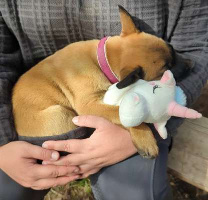 Hundetreffen-Welpentreff bei Löbau-Bild