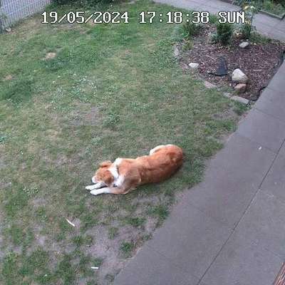 Hundetreffen-Gassi gehen