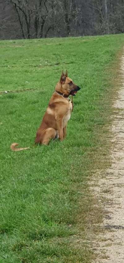 Zeigt eure Malinois!!!-Beitrag-Bild