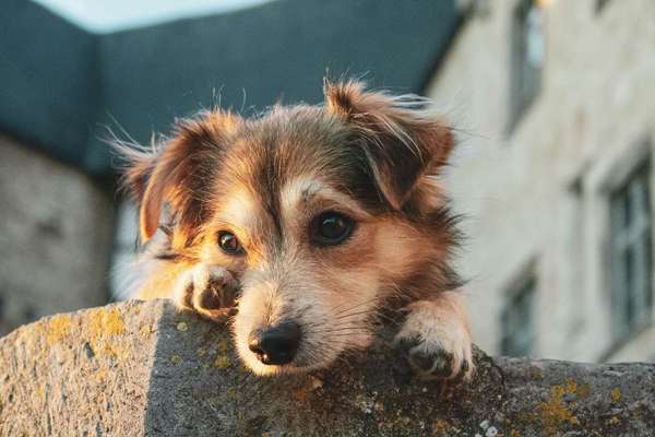 Hundetreffen-Freunde für Bailey-Bild