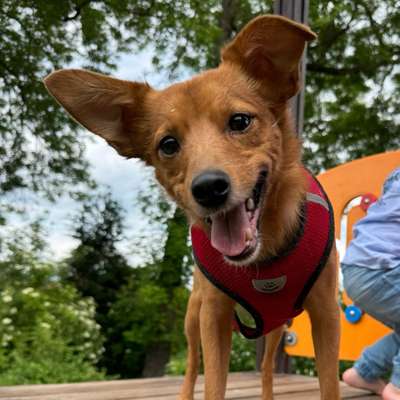 Hundetreffen-Hundebegegnungen-Bild
