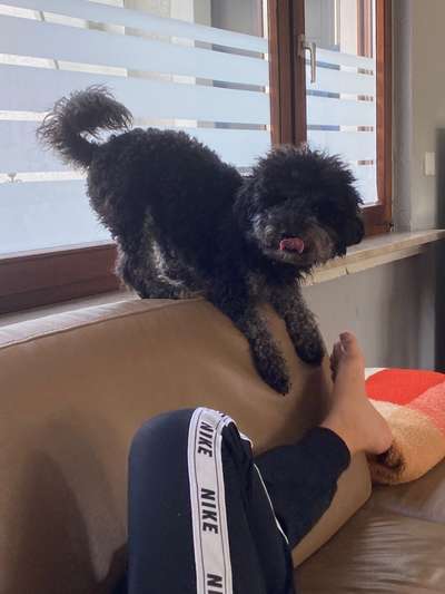 Welpen Bilder !-Beitrag-Bild