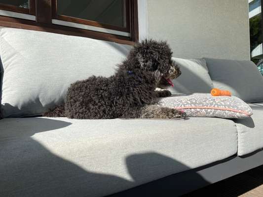 Welpen Bilder !-Beitrag-Bild