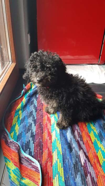 Welpen Bilder !-Beitrag-Bild