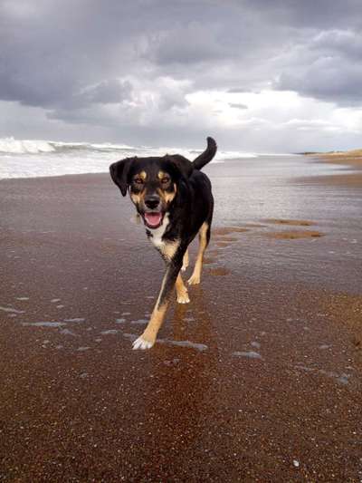 Hunde aus Griechenland-Beitrag-Bild